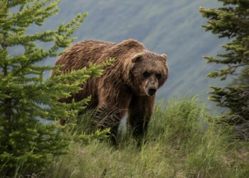 Σκότωσαν και αποκεφάλισαν αρκούδα στη Δράμα
