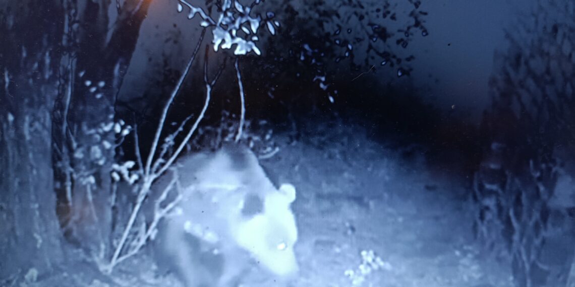 «Όταν φεύγουν οι άνθρωποι, κατεβαίνουν οι αρκούδες»