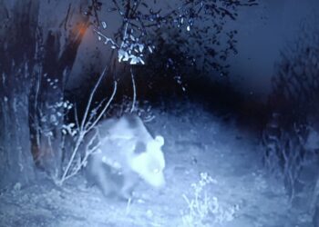 «Όταν φεύγουν οι άνθρωποι, κατεβαίνουν οι αρκούδες»