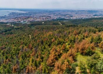 Συναγερμός στο Σέιχ Σου: Εντοπίστηκε βλήμα του Β’ Παγκοσμίου Πολέμου στη δασική περιοχή