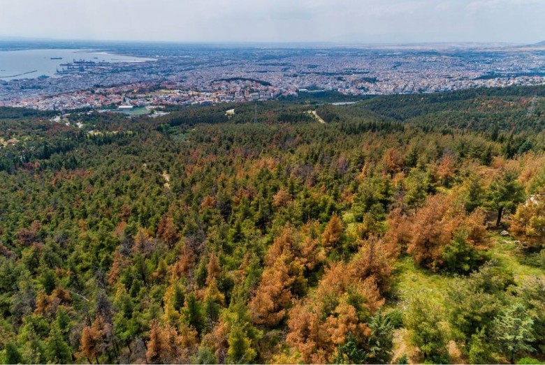Συναγερμός στο Σέιχ Σου: Εντοπίστηκε βλήμα του Β’ Παγκοσμίου Πολέμου στη δασική περιοχή