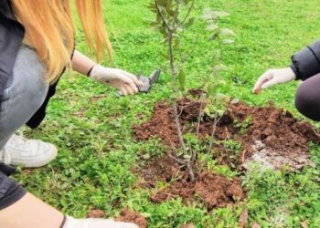 Αρχίζουν οι «καμπάνες» για δολιοφθορές σε νεοφυτεμένα δέντρα στον Δ. Θεσσαλονίκης