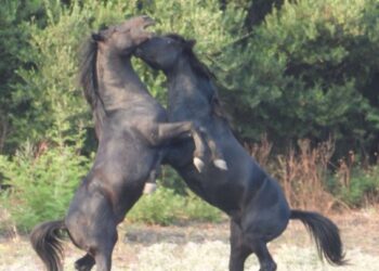 Διεθνές δίκτυο συνεργασίας φοιτητών, πανεπιστημιακών και επαγγελματιών του κυνηγετικού τουρισμού