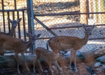 Αναστέλλεται προσωρινά η λειτουργία του Ζωολογικού Κήπου του Δήμου Θεσσαλονίκης