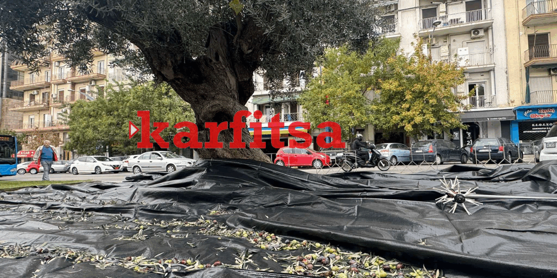 Συγκομιδή ελιάς για έξτρα παρθένο ελαιόλαδο από τον Δ. Θεσσαλονίκης