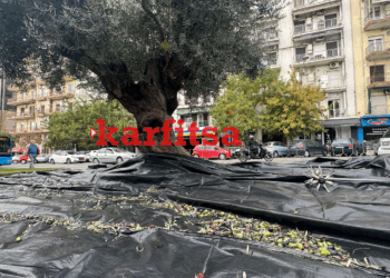 Συγκομιδή ελιάς για έξτρα παρθένο ελαιόλαδο από τον Δ. Θεσσαλονίκης