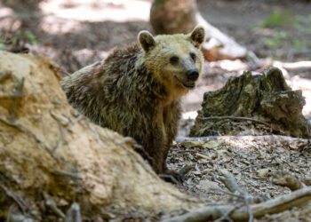 Αυτόματο προσχέδιο