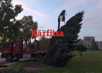 Πυλαία: Τοποθετήθηκε στο Ελαιόρεμα το φυσικό έλατο από τον Ταξιάρχη Χαλκιδικής για τη «Μαγική Πόλη» (ΦΩΤΟ+Video)