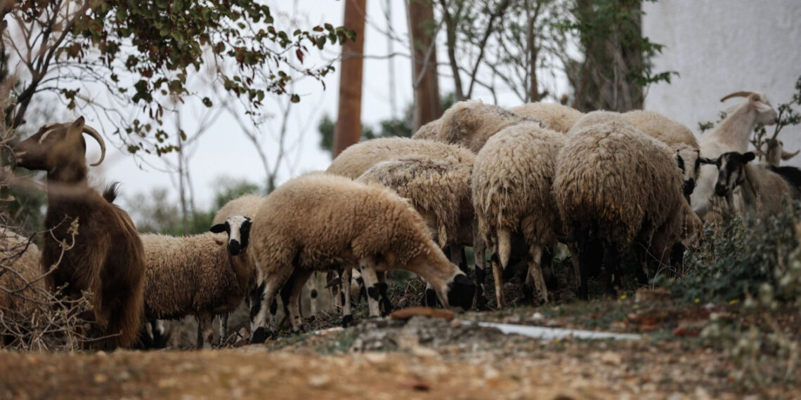 Κτηνοτρόφος βρέθηκε κρεμασμένος – Θανατώθηκαν 1.000 πρόβατά του την περασμένη βδομάδα