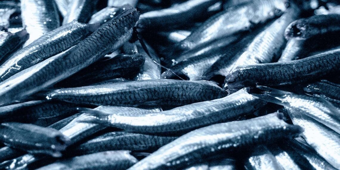 Σαρδέλες: Το «παρεξηγημένο» superfood με ισχυρά οφέλη για καρδιά και εγκέφαλο