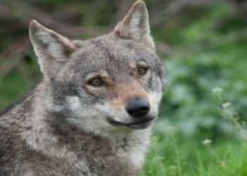 Δεν είναι εξοικειωμένοι με την ανθρώπινη παρουσία οι λύκοι που εμφανίστηκαν σε Πανόραμα – Θέρμη