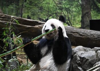 Έφτασαν στην Σετσουάν δύο γιγάντια πάντα από την Ιαπωνία