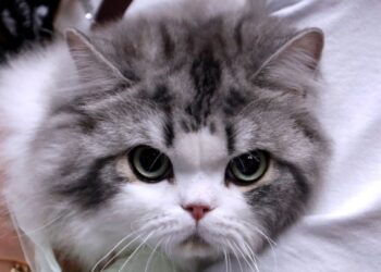 Ο Ντέβιντ Μπαντιέλ φέρνει τις γάτες στο προσκήνιο στη σειρά «David Baddiel: Cat Man»