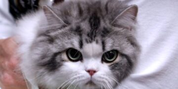 Ο Ντέβιντ Μπαντιέλ φέρνει τις γάτες στο προσκήνιο στη σειρά «David Baddiel: Cat Man»