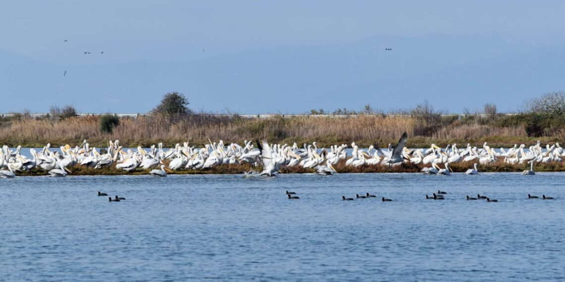 Όταν η λίμνη γίνεται θάλασσα – Η κλιματική αλλαγή και υπεράρδευση «αλμυρίζουν» τη Βιστωνίδα