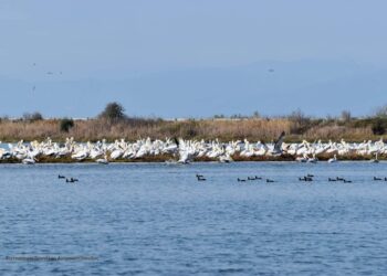 Όταν η λίμνη γίνεται θάλασσα – Η κλιματική αλλαγή και υπεράρδευση «αλμυρίζουν» τη Βιστωνίδα