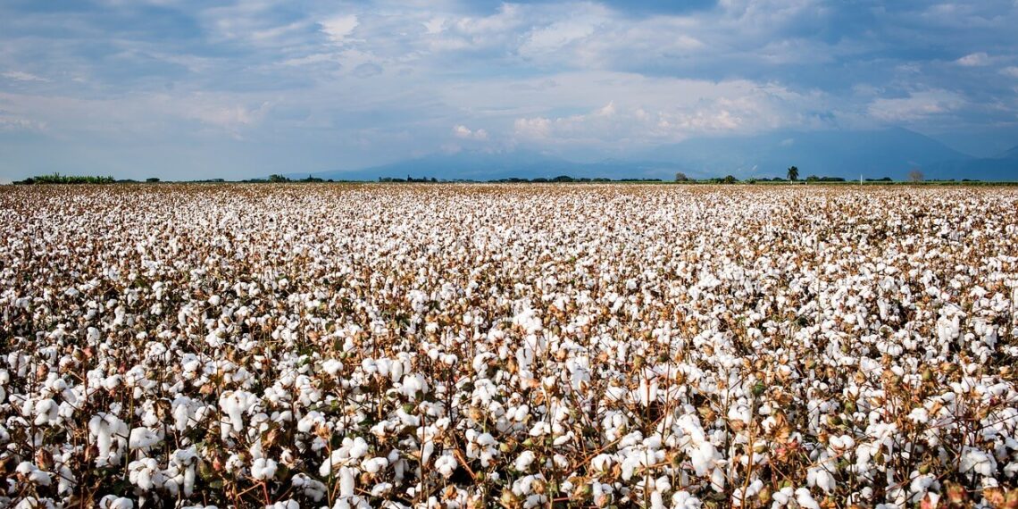 Η Ελλάδα πρωταθλήτρια στο ευρωπαϊκό βαμβάκι