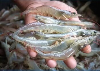 «Χταπόδι» από… Ατλαντικό και «φρέσκια» γαρίδα από Καναδά: Τι τρώμε τελικά στη Σαρακοστή