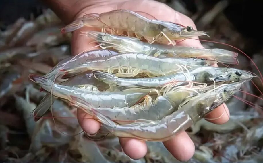 «Χταπόδι» από… Ατλαντικό και «φρέσκια» γαρίδα από Καναδά: Τι τρώμε τελικά στη Σαρακοστή