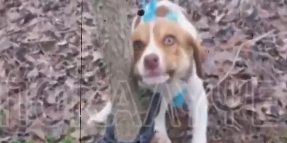 Φρίκη στην Καρδίτσα: Βίασαν και έδεσαν θηλυκό κουτάβι (video)