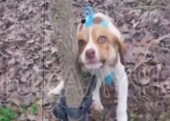 Φρίκη στην Καρδίτσα: Βίασαν και έδεσαν θηλυκό κουτάβι (video)