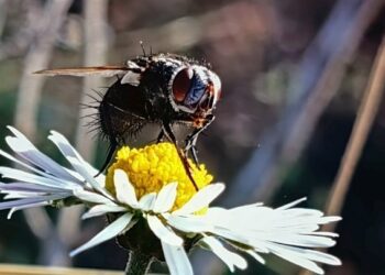 Άδεια έρευνας για την ποικιλότητα της οικογένειας Syrphidae σε Ρόδο, Λέσβο, Χίο και Πελοπόννησο