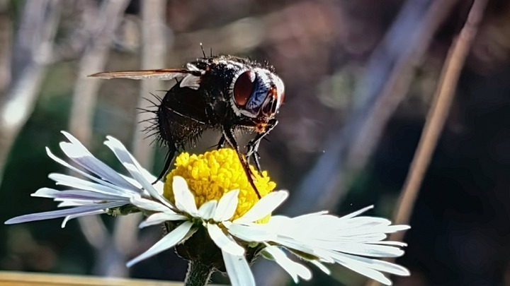 Άδεια έρευνας για την ποικιλότητα της οικογένειας Syrphidae σε Ρόδο, Λέσβο, Χίο και Πελοπόννησο