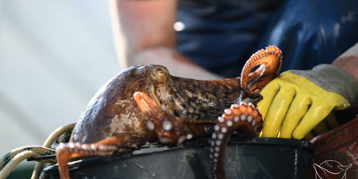 Μια… «Εγνατία οδός» με παράνομες παγίδες χταποδιών στο Θρακικό Πέλαγος