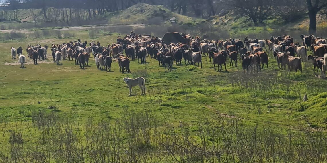 Θεσσαλονίκη: Συνελήφθη κτηνοτρόφος για παραβίαση των μετρων μετάδοσης της ευλογιάς – Έβγαλε 400 κατσίκες για βοσκή (photo)