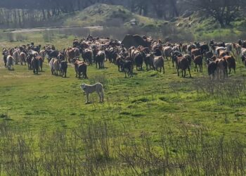 Θεσσαλονίκη: Συνελήφθη κτηνοτρόφος για παραβίαση των μετρων μετάδοσης της ευλογιάς – Έβγαλε 400 κατσίκες για βοσκή (photo)