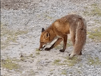 Θεσσαλονίκη: Ατρόμητη αλεπού περιπλανιέται στο φράγμα της Θέρμης (βίντεο)