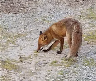 Θεσσαλονίκη: Ατρόμητη αλεπού περιπλανιέται στο φράγμα της Θέρμης (βίντεο)