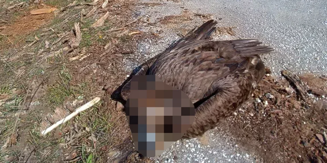 Mαζική δηλητηρίαση ζώων στη Δαδιά: Πρωτοφανές έγκλημα άγριας ζωής