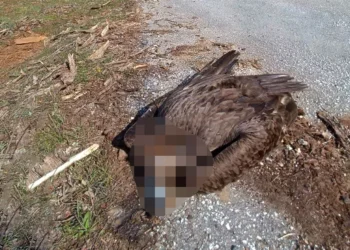 Mαζική δηλητηρίαση ζώων στη Δαδιά: Πρωτοφανές έγκλημα άγριας ζωής