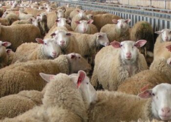 Δράμα: Τρεις νέοι σταθμοί απολύμανσης για την ευλογιά των αιγοπροβάτων