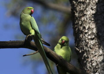 Οι εξωτικοί πράσινοι παπαγάλοι που φωλιάζουν στο Λευκό Πύργο – Πώς αυξήθηκαν στη Θεσσαλονίκη τα τελευταία χρόνια