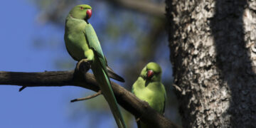 Οι εξωτικοί πράσινοι παπαγάλοι που φωλιάζουν στο Λευκό Πύργο – Πώς αυξήθηκαν στη Θεσσαλονίκη τα τελευταία χρόνια
