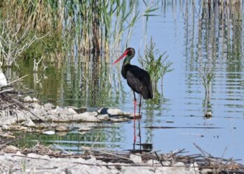 Λίμνη Κάρλα: Επανεμφάνιση Μαυροπελαργού – Μόλις 100 εκτιμάται ότι επιβιώνουν στην Ελλάδα