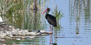 Λίμνη Κάρλα: Επανεμφάνιση Μαυροπελαργού – Μόλις 100 εκτιμάται ότι επιβιώνουν στην Ελλάδα