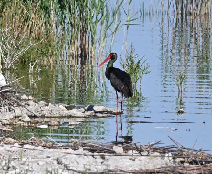 Λίμνη Κάρλα: Επανεμφάνιση Μαυροπελαργού – Μόλις 100 εκτιμάται ότι επιβιώνουν στην Ελλάδα