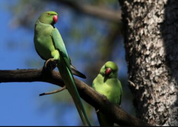 Οι εξωτικοί πράσινοι παπαγάλοι που φωλιάζουν στο Λευκό Πύργο – Πώς αυξήθηκαν στη Θεσσαλονίκη τα τελευταία χρόνια