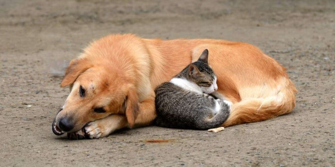 Έδεσσα: Πρωτοβουλίες ενημέρωσης και ευαισθητοποίησης για τα Αδέσποτα Ζώα Συντροφιάς