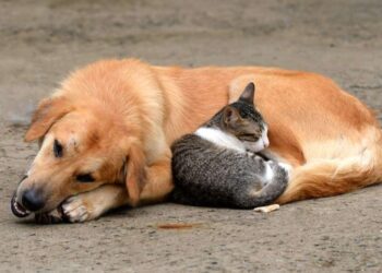 Έδεσσα: Πρωτοβουλίες ενημέρωσης και ευαισθητοποίησης για τα Αδέσποτα Ζώα Συντροφιάς