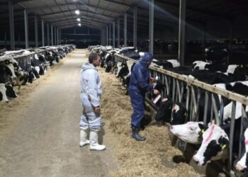 Λέσβος: 43 κρούσματα αφθώδους πυρετού σε εκτροφές ζώων