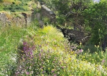Από τα ελληνικά βουνά στα αντικαρκινικά φάρμακα – Μελέτη του ΑΠΘ για τον ίταμο