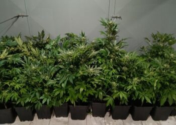 Θεσσαλονίκη: 47χρονος είχε εργαστήριο καλλιέργειας κάνναβης μέσα σε διαμέρισμα