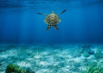 Δήμος Λήμνου – Τιμώμενος Δήμος: Φυσικός πλούτος και σύγχρονη περιβαλλοντική δράση