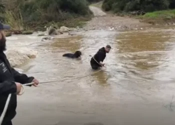 Χαλκιδική: Συγκινητική επιχείρηση διάσωσης δύο σκύλων σε ποτάμι (VIDEO)