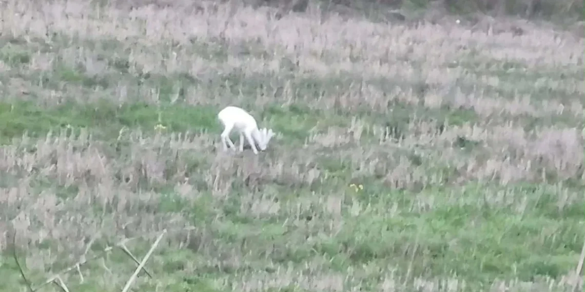 Ημαθία: Σπάνια αλμπίνο ζαρκάδια κατέγραψε αγρότης με τον φακό του