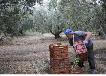 Αγκάθι η βαριά γραφειοκρατία για τους εργάτες γης από το εξωτερικό - Καθυστερήσεις μηνών και ταλαιπωρία για τους αγρότες